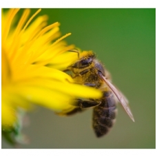 Bičių pikis: kuo naudingas, kaip naudoti (plius bičių pikio užpiltinės receptas) | Medaus namai