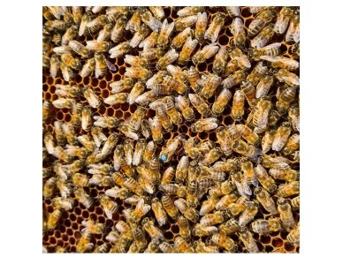 Buckfast Bee Queen F1 (pre-order 2023) 3