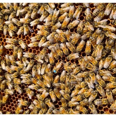 Buckfast bičių motinėlė 2023 m., apvaisinta, peržiemojusi (išankstinis užsakymas 2024 m.) 2