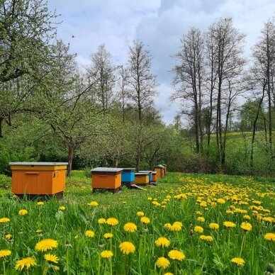 Šviežias 2022 m. pavasarinis pienių medus, ekologiškas 2